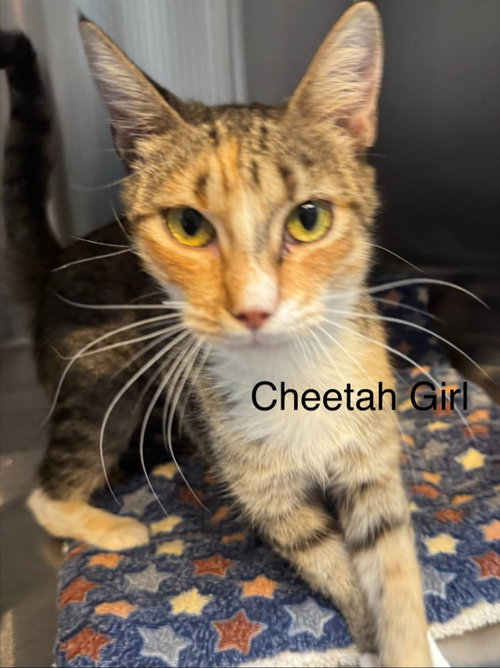Cheetah Girl, photo 2