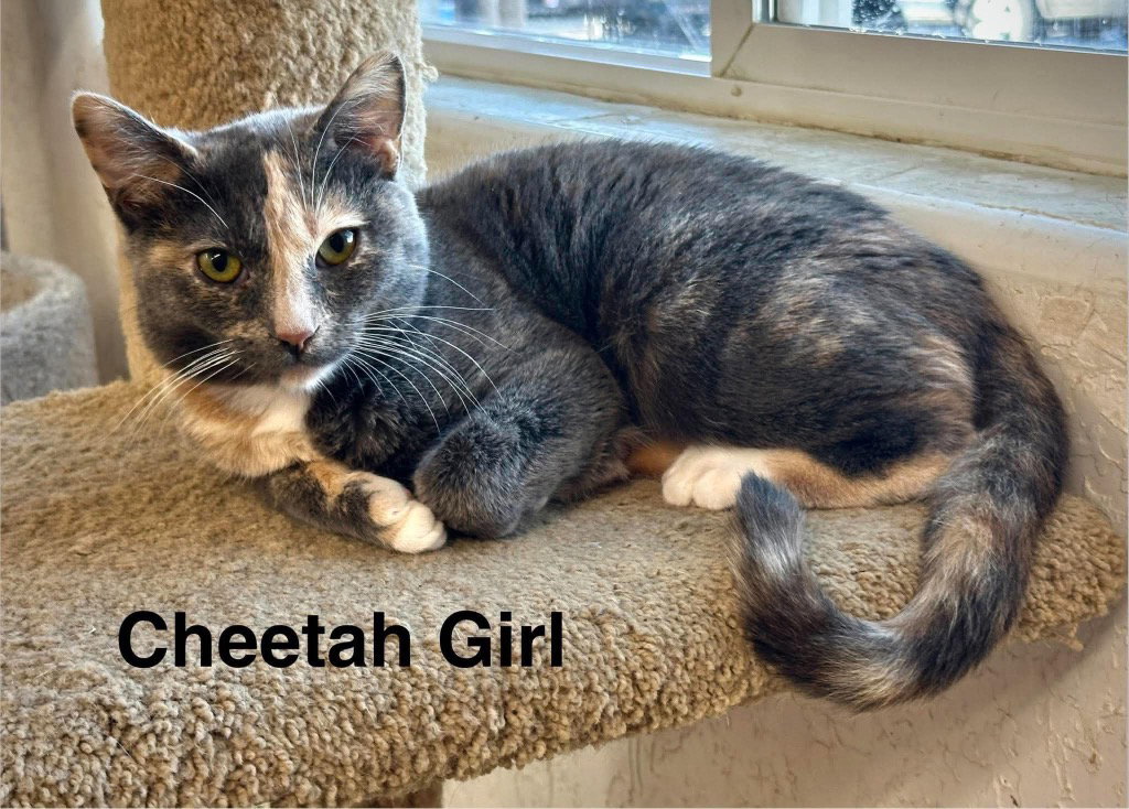 Cheetah Girl