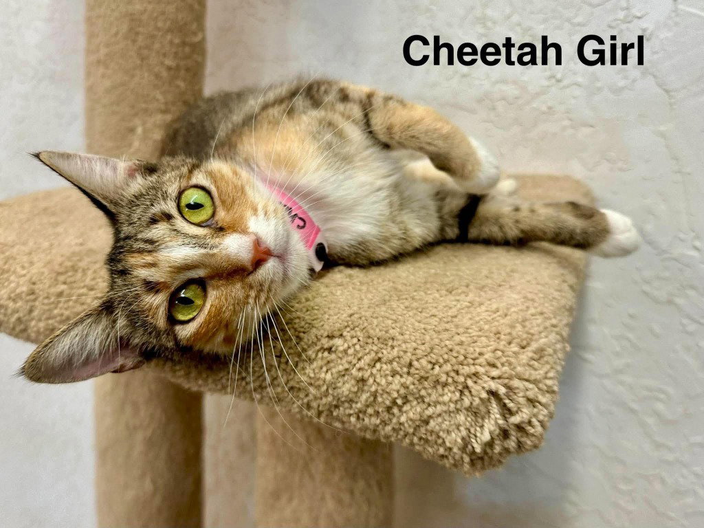 Cheetah Girl, photo 2