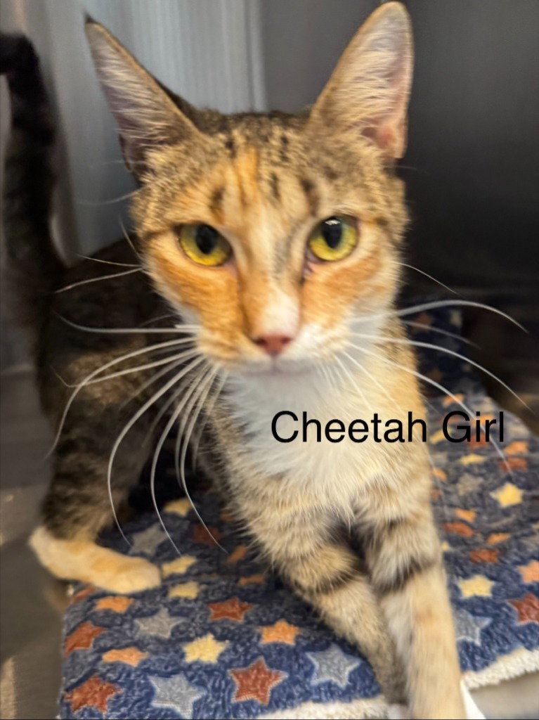 Cheetah Girl, photo 3