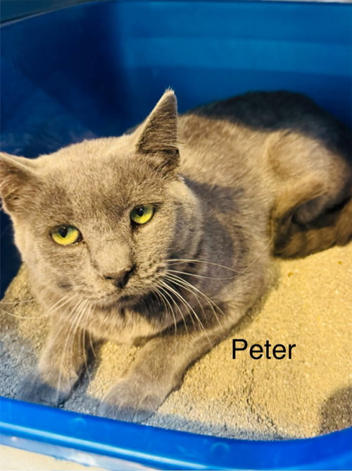 Peter, a cat for adoption from Providing Animals With Support