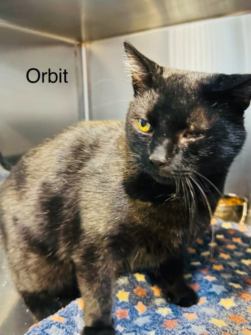 Orbit, a cat for adoption from Providing Animals With Support