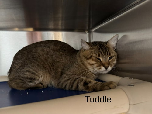 Tuddle, a cat for adoption from Providing Animals With Support