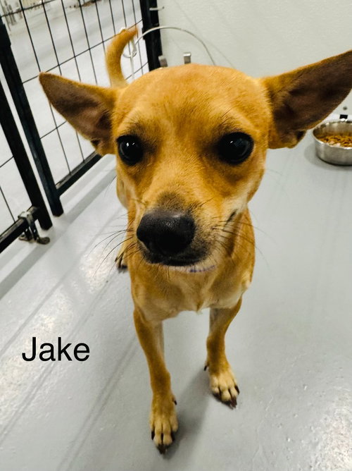 Jake, a dog for adoption from Providing Animals With Support
