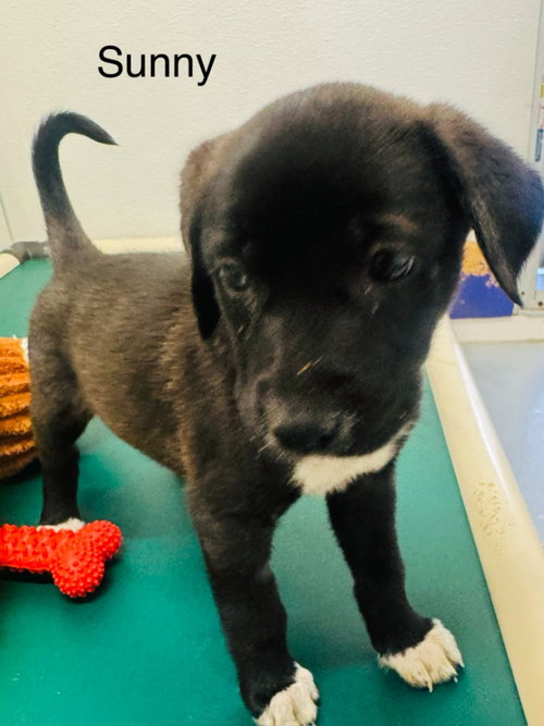 Sunny, a dog for adoption from Providing Animals With Support
