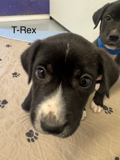 T-Rex, a dog for adoption from Providing Animals With Support