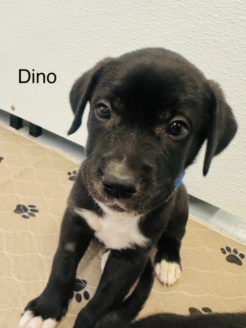 Dino, a dog for adoption from Providing Animals With Support