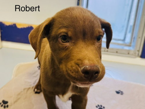 Robert, a dog for adoption from Providing Animals With Support