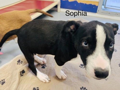 Sophia, a dog for adoption from Providing Animals With Support
