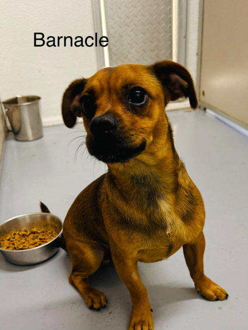 Barney, a dog for adoption from Providing Animals With Support