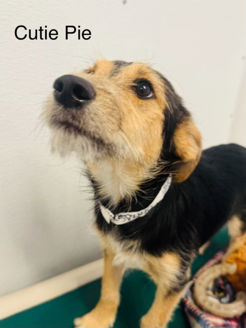 Cutie Pie, a dog for adoption from Providing Animals With Support