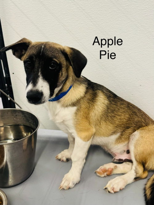 Wiley (Apple Pie), a dog for adoption from Providing Animals With Support