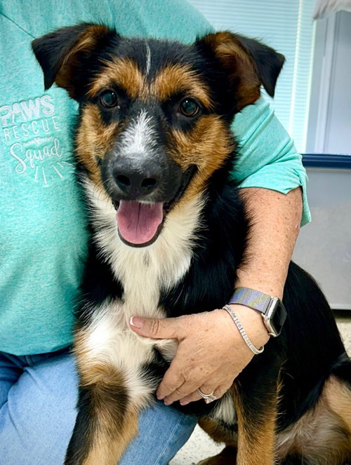 Todo, a dog for adoption from Providing Animals With Support