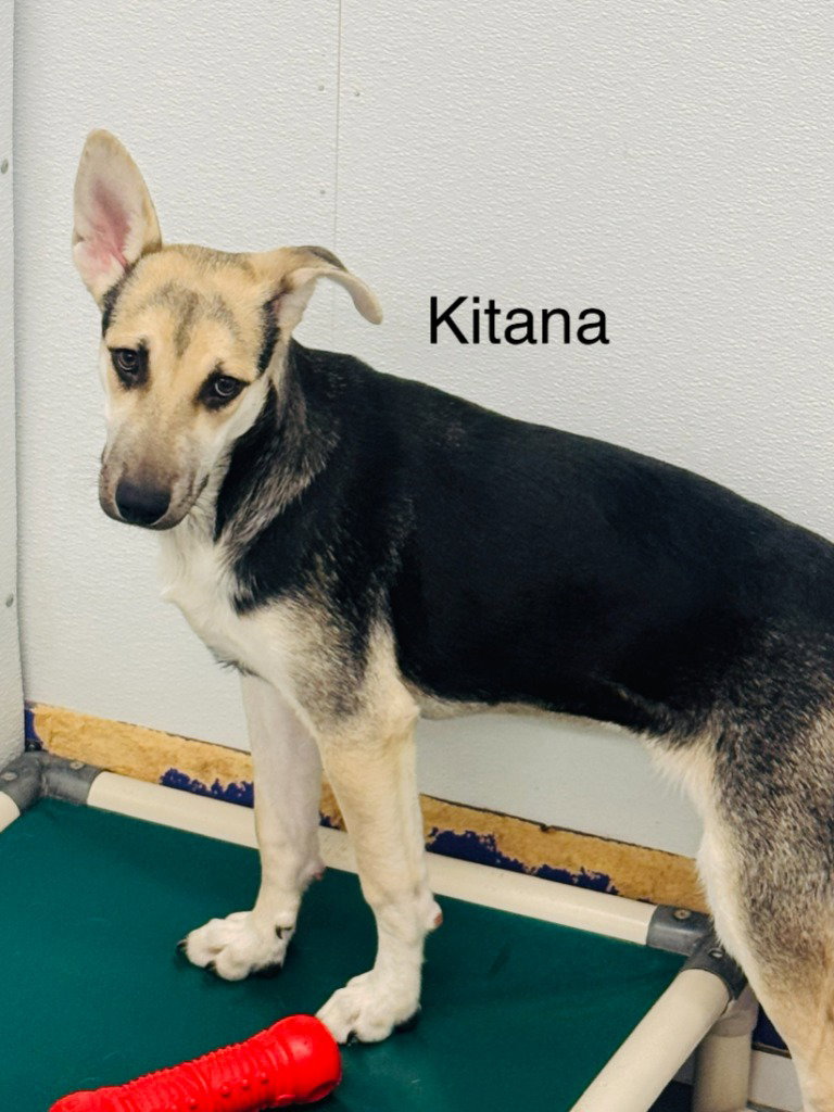 Kitana, photo 3
