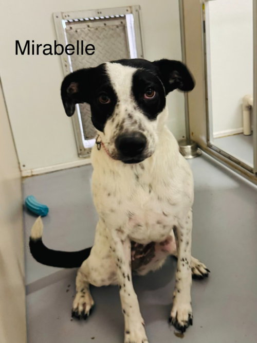 Mirabel, a dog for adoption from Providing Animals With Support