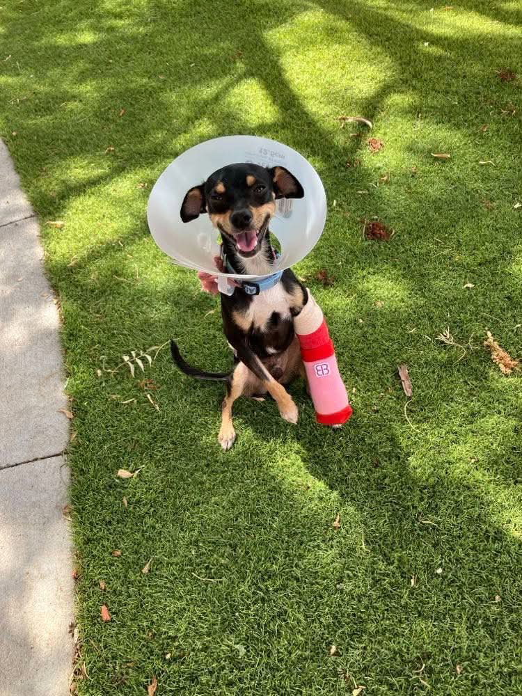 Taco, Miniature Pinscher