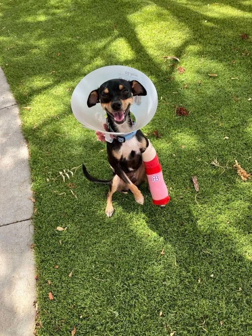 Taco, a dog for adoption from Providing Animals With Support
