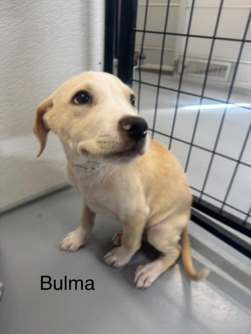 Bulma, a dog for adoption from Providing Animals With Support