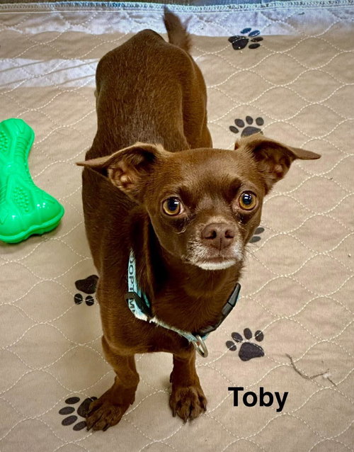Toby, a dog for adoption from Providing Animals With Support