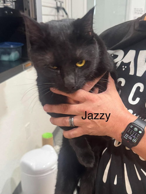 Jazzy, a cat for adoption from Providing Animals With Support