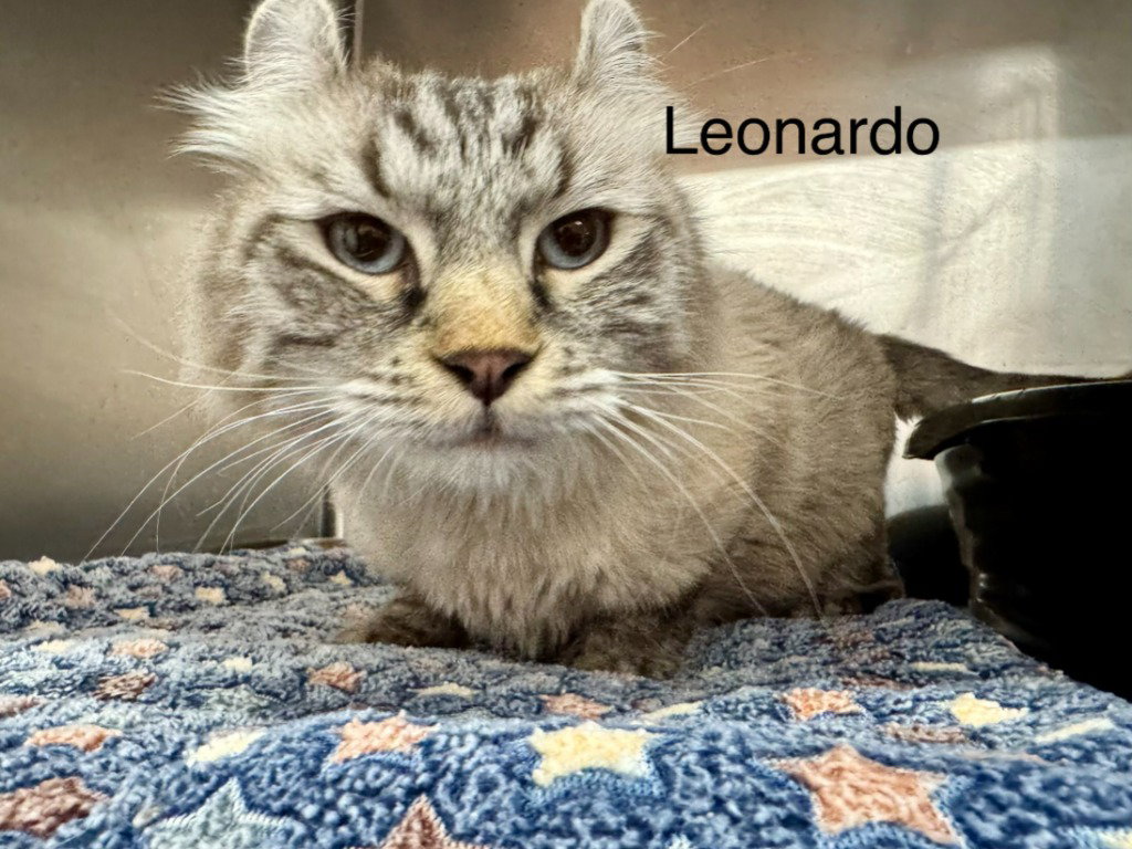 Leo 2