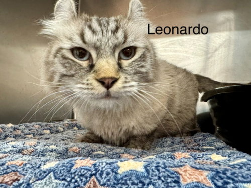 Leo 2, a cat for adoption from Providing Animals With Support