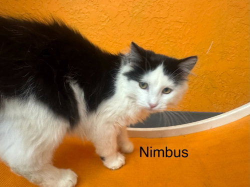Nimbus, a cat for adoption from Providing Animals With Support
