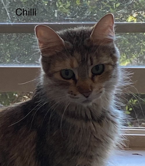 Chilli, a cat for adoption from Providing Animals With Support