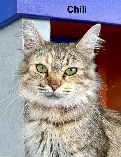 Chilli, a young female Dilute Calico cat up for adoption