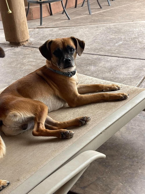 Thatcher, a dog for adoption from Providing Animals With Support