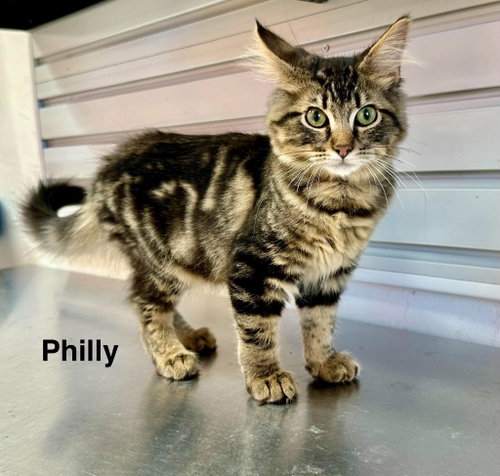 Philly, a cat for adoption from Providing Animals With Support