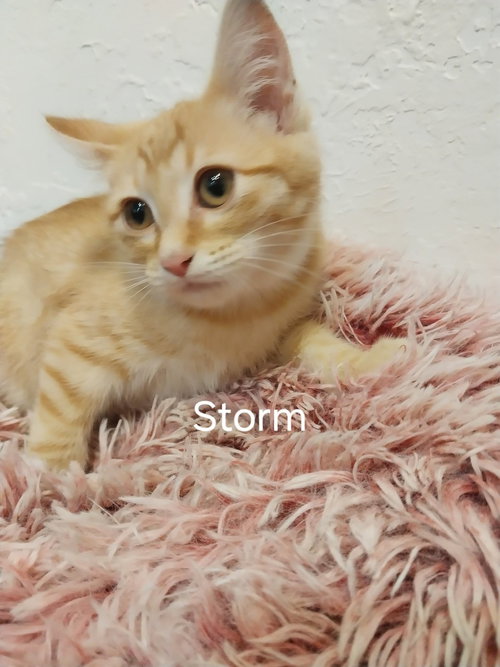 Storm, a cat for adoption from Providing Animals With Support