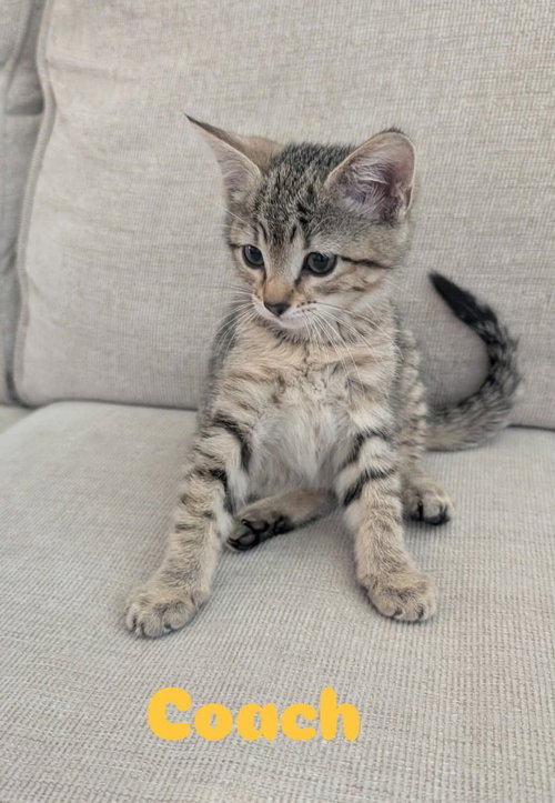 Coach, a cat for adoption from Providing Animals With Support
