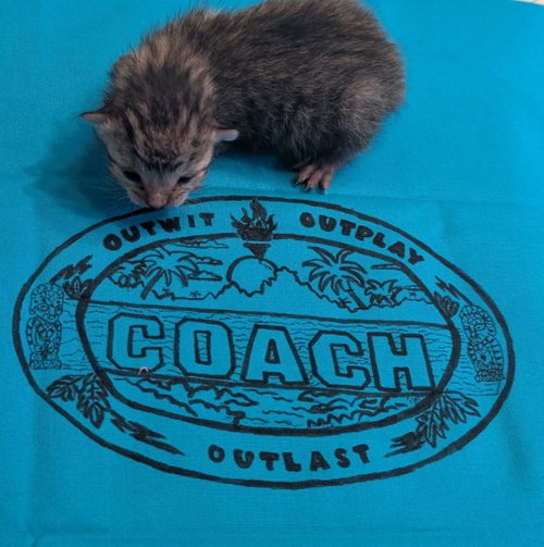 Photo 2 of Coach