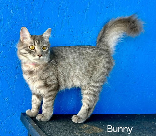Bunny, a cat for adoption from Providing Animals With Support