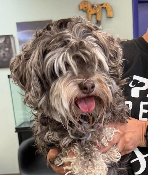 Kaiser, a dog for adoption from Providing Animals With Support