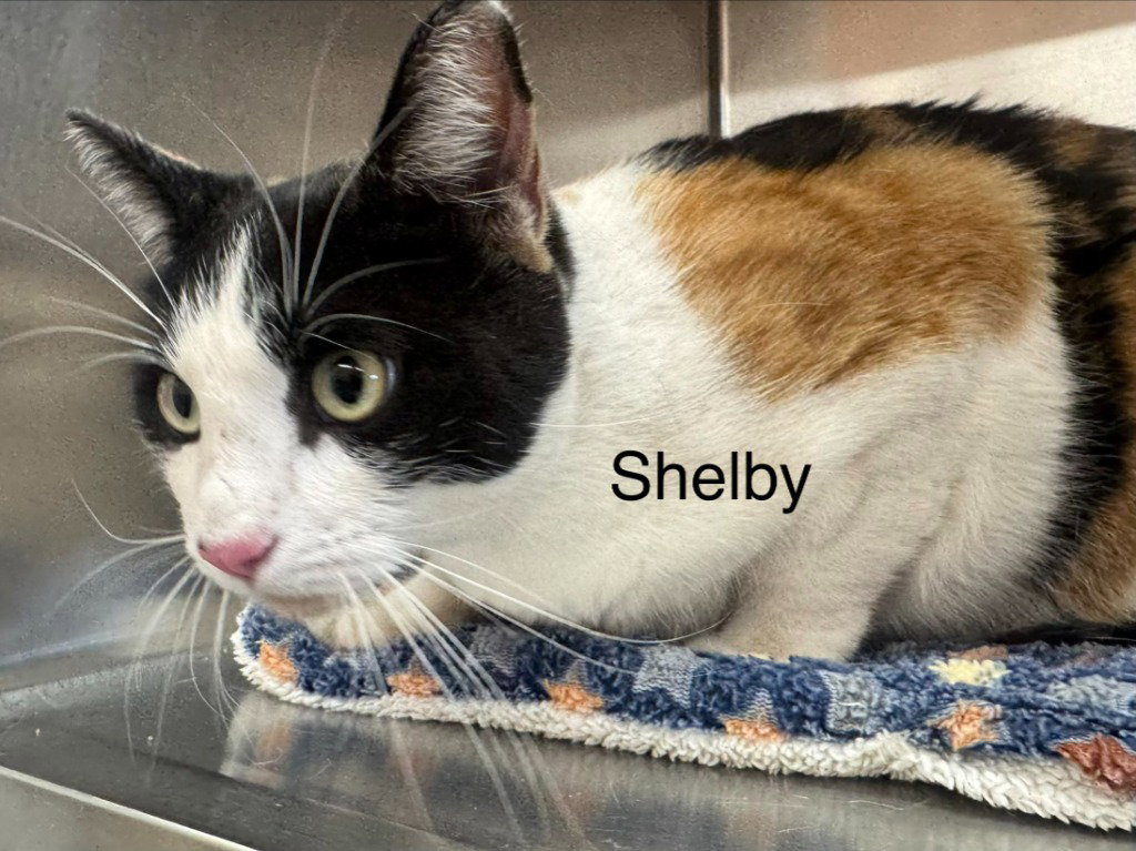 Shelby