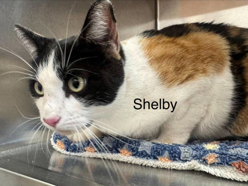 Shelby, an adult female cat up for adoption