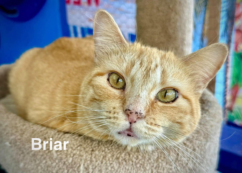 Briar, a young female Tabby cat up for adoption