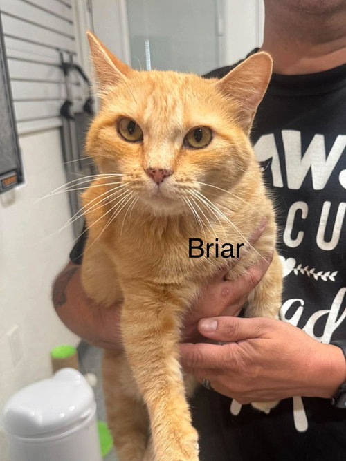 Briar, photo 2