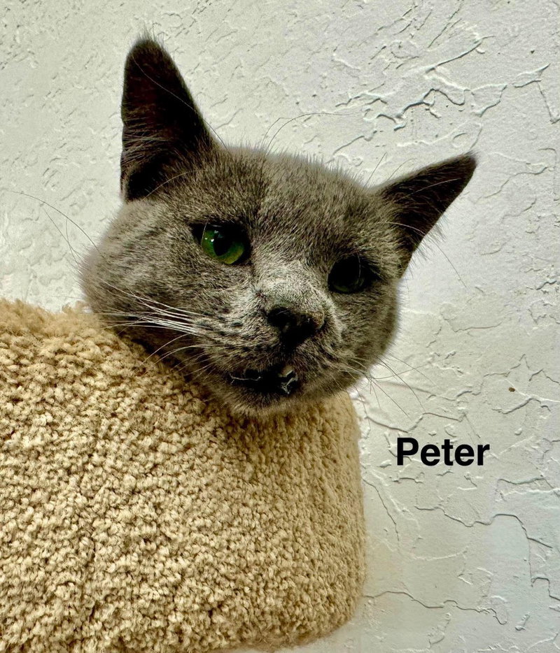 Peter, an adult male cat up for adoption