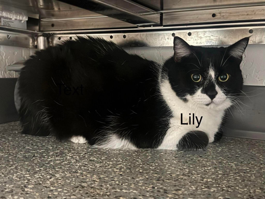 Lily