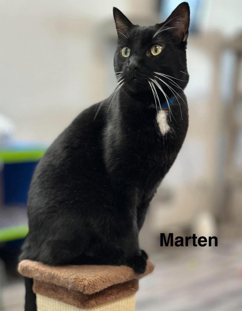 Marten