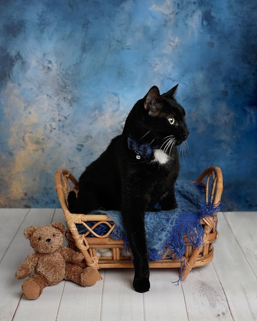 Marten, photo 3