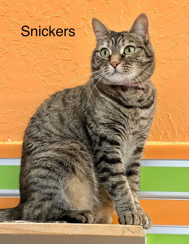 Snickers, photo 2