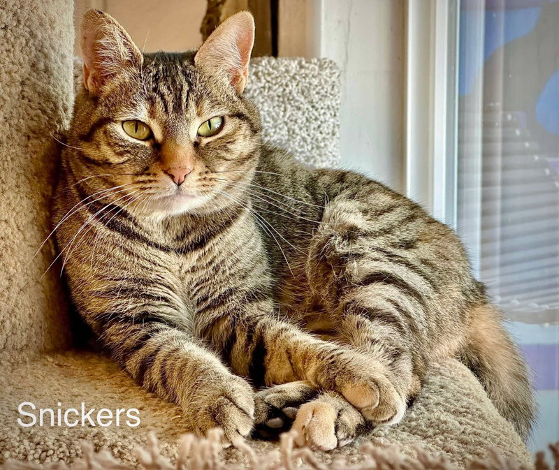 Snickers, photo 3
