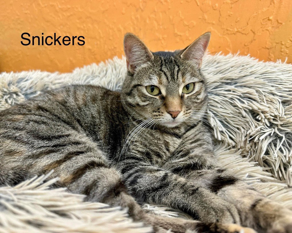 Snickers, photo 4