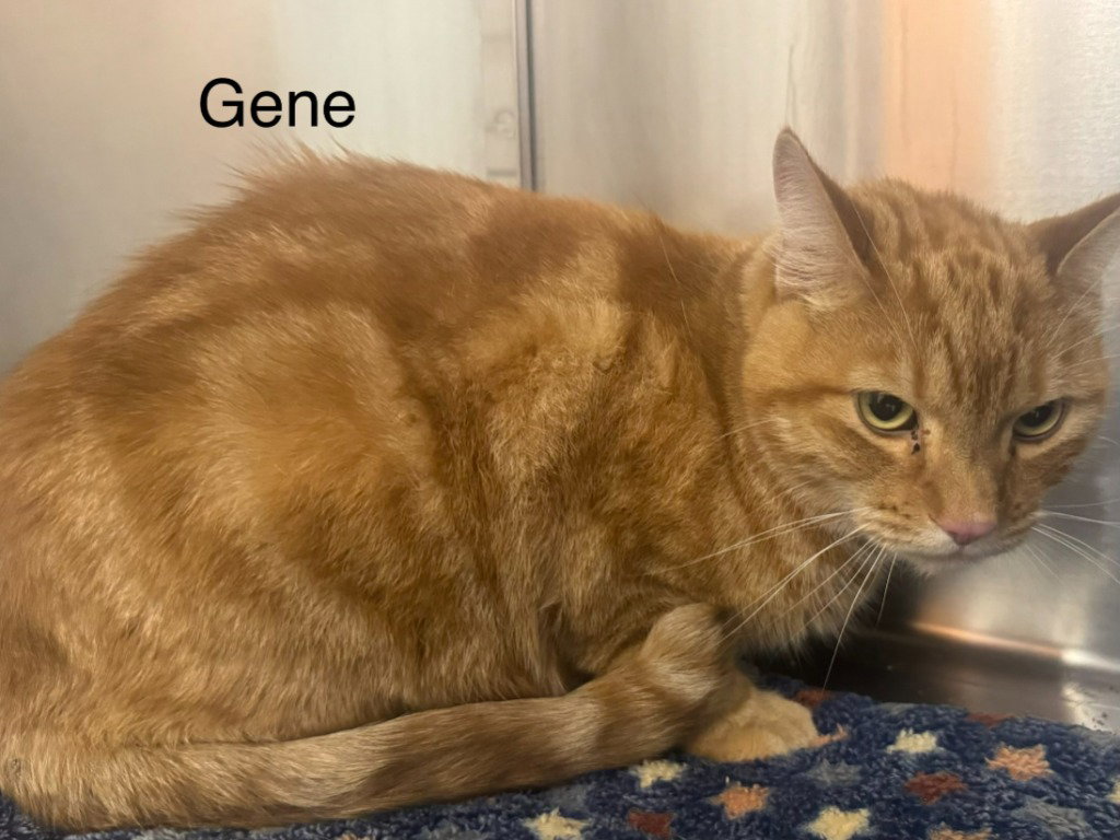 Gene