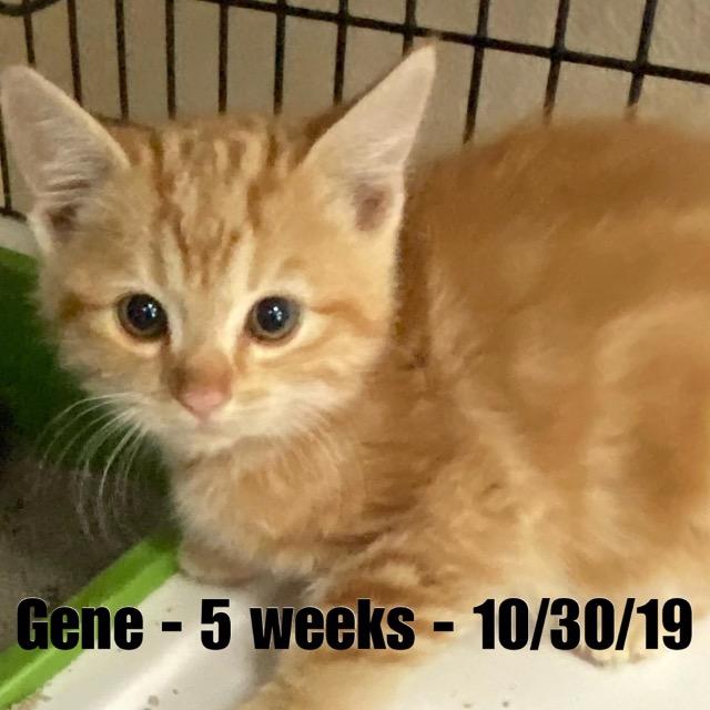 Gene, photo 3