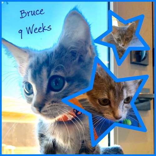 Bruce, photo 3